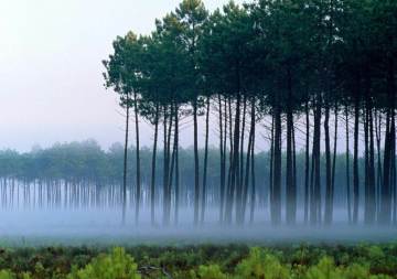 Pinus no Mundo